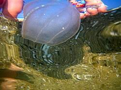 Image result for Belonophora