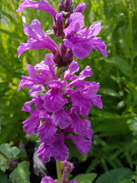 Image result for Stachys