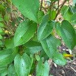 Image result for Dioscorea praehensilis