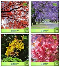 Positioned on patios, decking, driveways. Creative Farmer Seeds For Garden Tree Gulmohar Jacaranda Blue Peltophorum Prunus Puddum Combo For Home Garden Flowering Tree Flowering Tree Flower Tree Ornamental Tree Seeds Buy Online In Saint Vincent And The