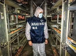 Organizzazione e compiti