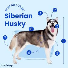 What's the best way to keep your house clean with a dog? Husky Breed Characteristics Care Photos Bechewy