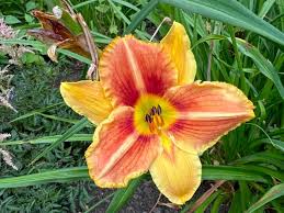 Image result for Geigeria filifolia