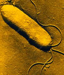 Image result for Pseudomonas syringae