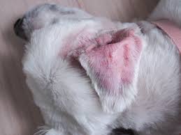 Image result for mold in the ear dog