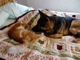 German shepherds don't usually have patterns of sleeping and being awake unless encouraged by their masters. Missing Cat Reunites With German Shepherd Youtube