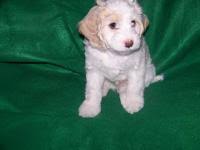 She is waiting to venture off and meet her forever family. Cockapoos Breeders Registry American Cockapoo Club