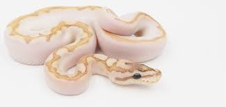 Calico ball python morph (8 extraordinary photos + info) the calico ball python is a pretty impressive morph. Why Is The Bamboo Morph Not Popular Page 3