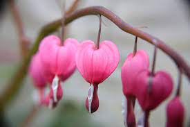 Check spelling or type a new query. Patah Hati Bunga Taman Foto Gratis Di Pixabay