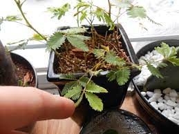 How much cbd does the mimosa strain have? Sensitive Plant Mimosa Pudica Indoorgarden