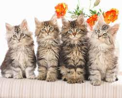 Tetapi alur cerita di mimpi ini membuat takwil mimpinya tidak sama tergantung siapa yang memimpikannya. Apa Impian Anak Kucing Kelabu Dalam Mimpi Mengapa Anak Kucing Bermimpi Buku Impian
