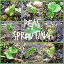 Collage Of Pea Sprout Pictures Pea Sprouts Growing Vegetables Sprouts