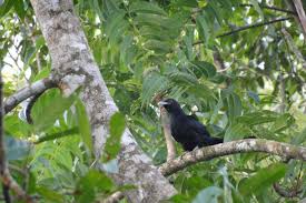 We did not find results for: This Is Bird 8 Found Near Wild Woods Spa Resort For Information Log On To Http Www Wildwoodsspa Com Wood Spa S Spa Resort Spa