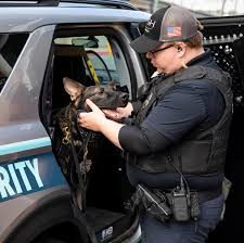 Image result for Stone Gray 2021 Responder