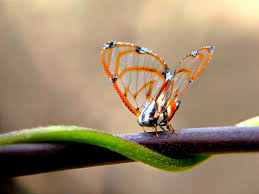 Image result for Euphorbia distinctissima