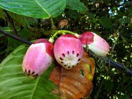 Image result for Clusiaceae