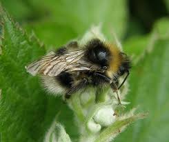 Image result for Bombus sylvestris