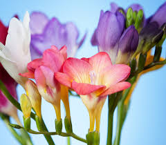 See the almanac's complete list of flower meanings. Flower Meanings And Symbolism A To Z Flowers