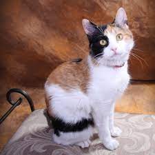 Calico is a color pattern. Adorable Calico Cat Pictures Lovetoknow