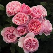 Shop for angel wall art from the world's greatest living artists. 36 Inch Standard Tree Rose From Regan Nursery