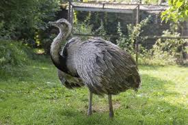 Animales - Fichas - ÑANDÚ