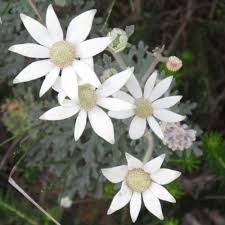 Flannel Flowers Sydney Flannel Flower Flax Flowers Day Lilies