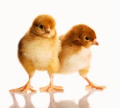 We did not find results for: Daftar Harga Doc Pullet Afkir Ayam Ras Petelur Hari Ini