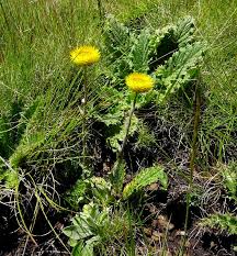 Image result for Helichrysum aureum