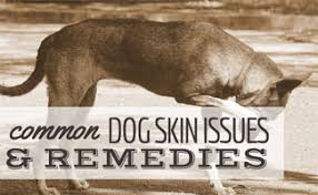 7 mon dog skin problems and how to