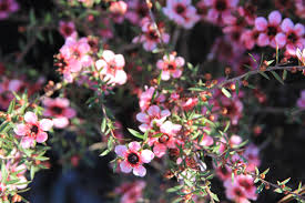 Image result for Streptocarpus leptopus