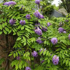 Image result for Wisteria
