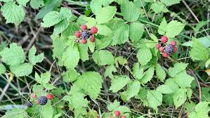 Avoid extra handling of the berries and refrigerate. Where To Find And How To Use Wisconsin Black Raspberries