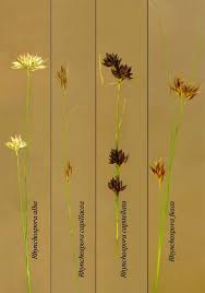 Image result for Rhynchospora gracillima