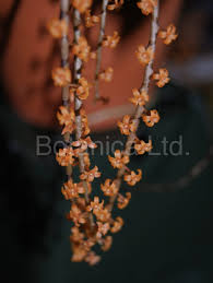 Image result for Angraecopsis parviflora