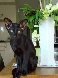 Such a cute kitten collar! Mmmmm Mieow Black Oriental Delight Gawjus Black Siamese Cat Oriental Shorthair Cats Oriental Cat