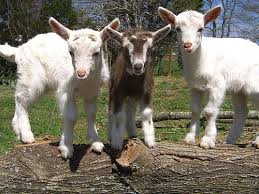 Environmental Challenges Of The Rp Low Tech Goat Milk Pasteurization System 0809
