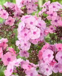 Image result for Phlox paniculata `Sweet Summer`