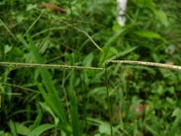 Image result for Paspalum conjugatum