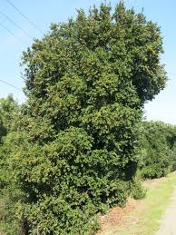 Image result for Cryptocarya