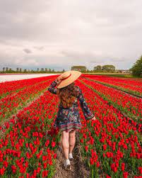 Best way to experience keukenhof gardens. Where To Find Tulip Fields Near Amsterdam The Flyaway Girl