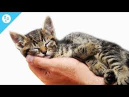 Hudba Spanku Pre Psy A Macky Relaxacna Hudba Pet Terapia Stress Relief Youtube Relaxing Music Cats Pets