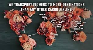 We did not find results for: Turkish Cargo Carries 4k Tonnes Flowers From Nairobi Quito Aviation