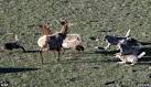 Idaho Fish and Game - Big Game Seasons and Rules