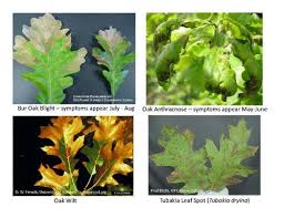 Oak Tree Leaf Identification Chart Biological Science