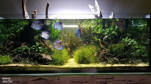 Angelfish And Discus Nature Aquarium Discus Aquarium Freshwater Aquarium