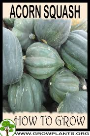 Winter squash plants like butternut produce an average of 20 lbs. Acorn Squash Plant How To Grow Care