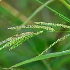 Image result for Eragrostis gummiflua