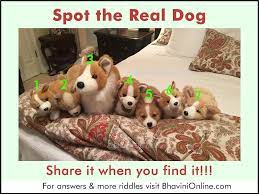 Are you sniffing around for the most pawesome dog pun? Picture Riddle Spot The Real Dog Bhavinionline Com
