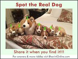 Maybe you would like to learn more about one of these? Picture Riddle Spot The Real Dog Bhavinionline Com