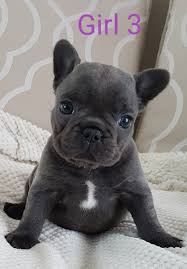 French bulldog in dogs & puppies for sale. Beautiful Blue French Bulldog Puppies Girls Ready Now